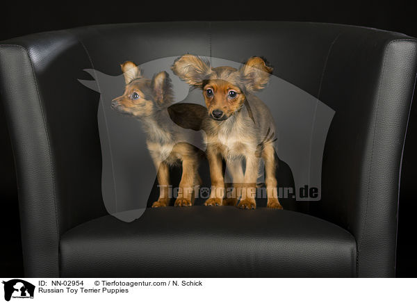 Russische Toy Terrier Welpen / NN-02954