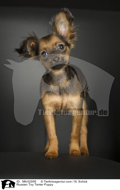 Russischer Toy Terrier Welpe / NN-02956