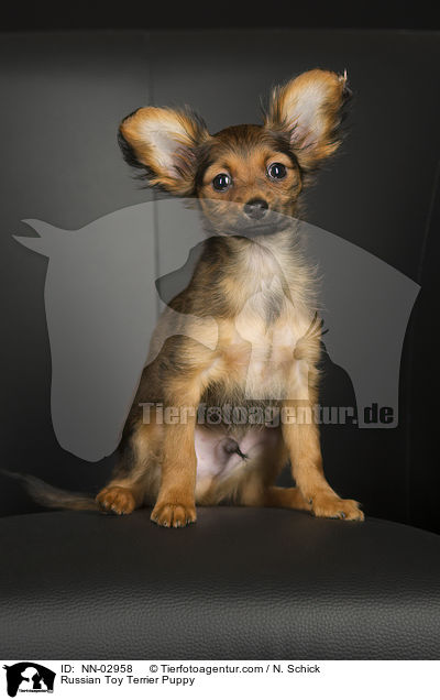 Russischer Toy Terrier Welpe / NN-02958