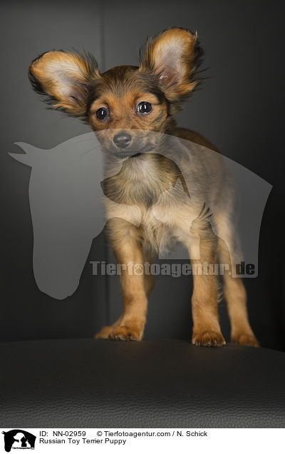 Russischer Toy Terrier Welpe / NN-02959
