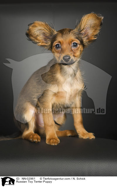 Russischer Toy Terrier Welpe / NN-02961