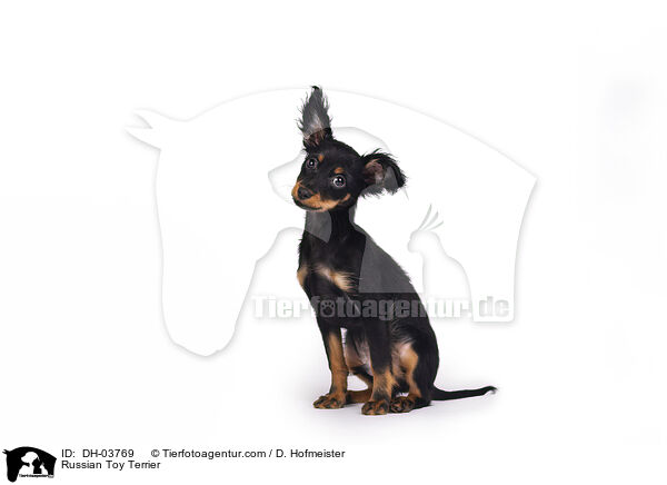 Russischer Toy Terrier / Russian Toy Terrier / DH-03769