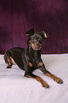 Russian Toy Terrier