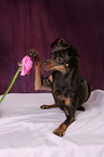 Russian Toy Terrier