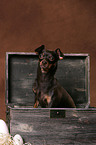 Russian Toy Terrier