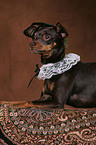 Russian Toy Terrier