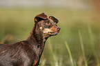 Russian Toy Terrier