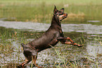 Russian Toy Terrier