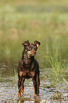 Russian Toy Terrier