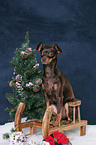 Russian Toy Terrier