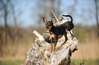 Russian Toy Terrier