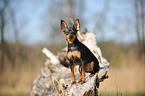 sitting Russian Toy Terrier