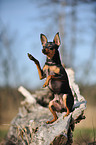 Russian Toy Terrier shows trick