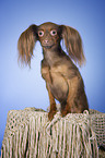 Russian Toy Terrier