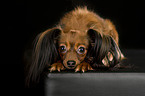 lying Russian Toy Terrier