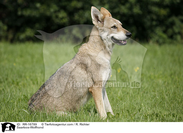 Saarloos-Wolfhund / Saarloos-Wolfhond / RR-16789