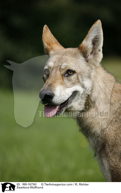 Saarloos-Wolfhund / Saarloos-Wolfhond / RR-16790