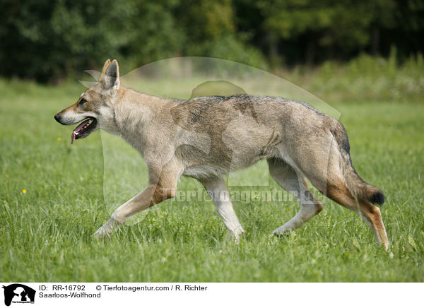 Saarloos-Wolfhund / Saarloos-Wolfhond / RR-16792