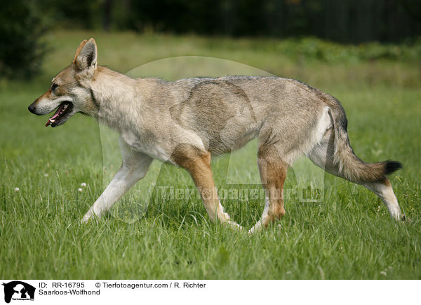 Saarloos-Wolfhund / Saarloos-Wolfhond / RR-16795