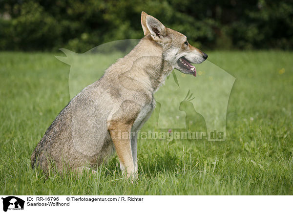 Saarloos-Wolfhund / Saarloos-Wolfhond / RR-16796