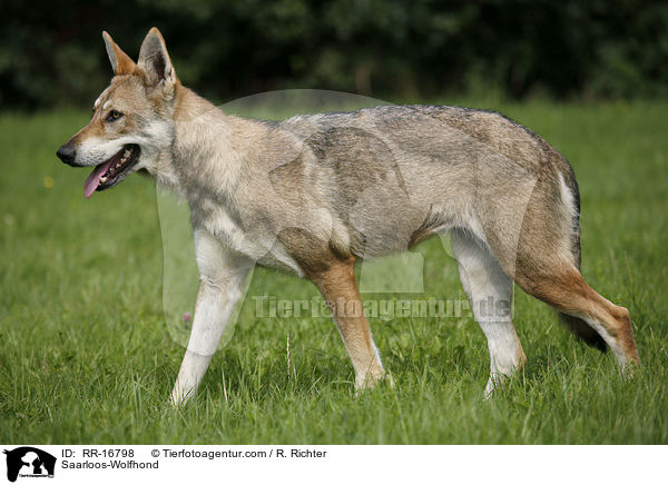 Saarloos-Wolfhund / Saarloos-Wolfhond / RR-16798