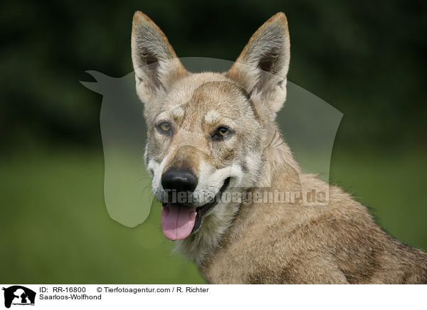 Saarloos-Wolfhund / Saarloos-Wolfhond / RR-16800