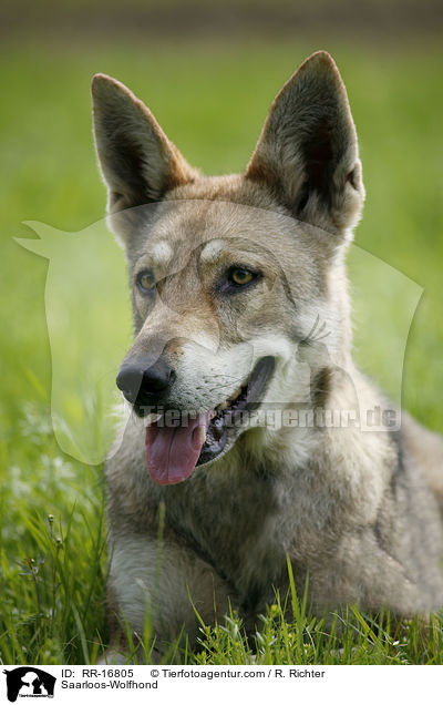 Saarloos-Wolfhund / Saarloos-Wolfhond / RR-16805