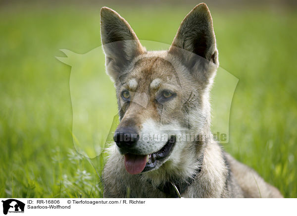 Saarloos-Wolfhund / Saarloos-Wolfhond / RR-16806