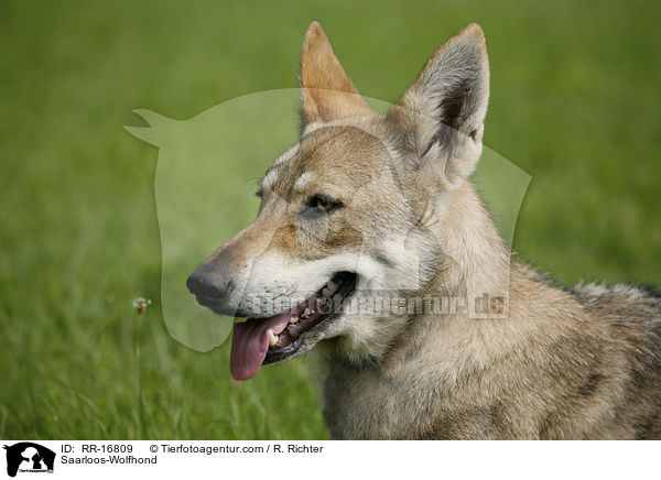 Saarloos-Wolfhund / Saarloos-Wolfhond / RR-16809