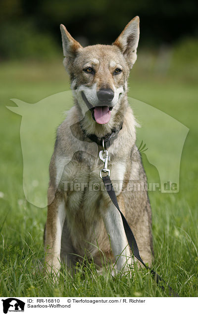 Saarloos-Wolfhund / Saarloos-Wolfhond / RR-16810