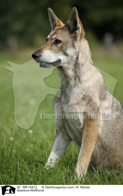 Saarloos-Wolfhund / Saarloos-Wolfhond / RR-16812