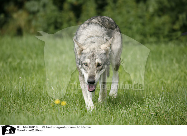 Saarloos-Wolfhund / Saarloos-Wolfhond / RR-16816