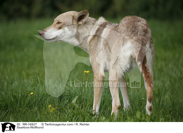 Saarloos-Wolfhund / Saarloos-Wolfhond / RR-16827