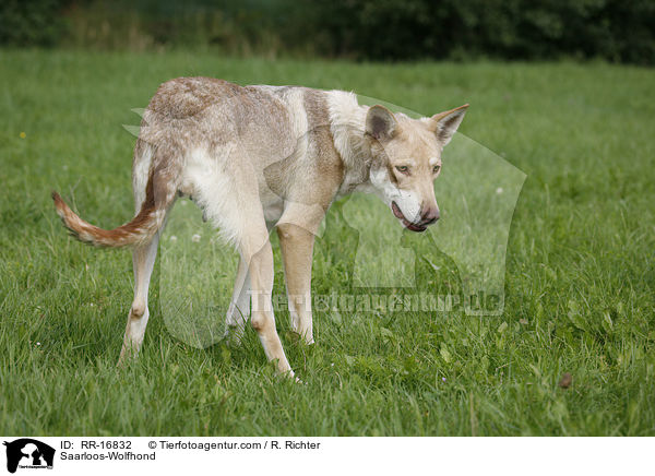 Saarloos-Wolfhund / Saarloos-Wolfhond / RR-16832
