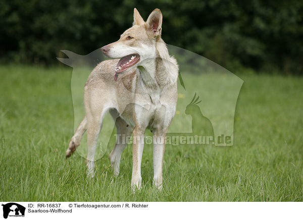 Saarloos-Wolfhund / Saarloos-Wolfhond / RR-16837