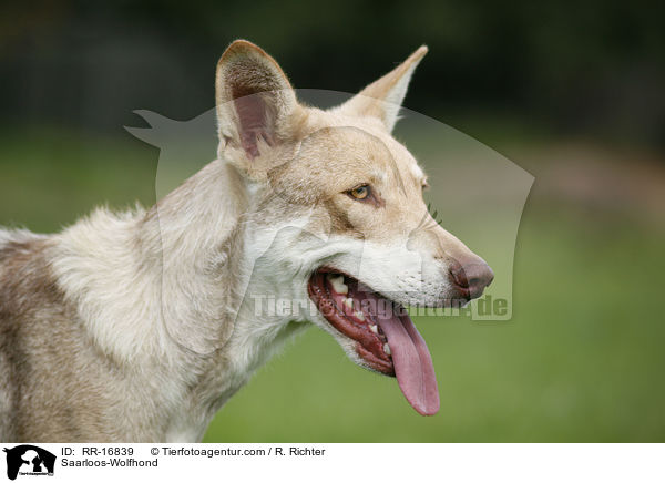 Saarloos-Wolfhund / Saarloos-Wolfhond / RR-16839