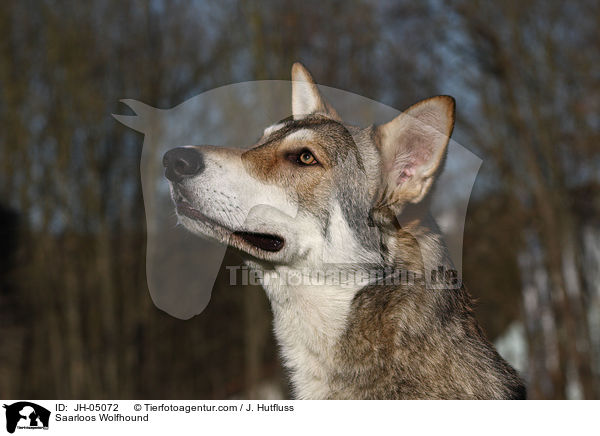Saarloos Wolfhund / Saarloos Wolfhound / JH-05072