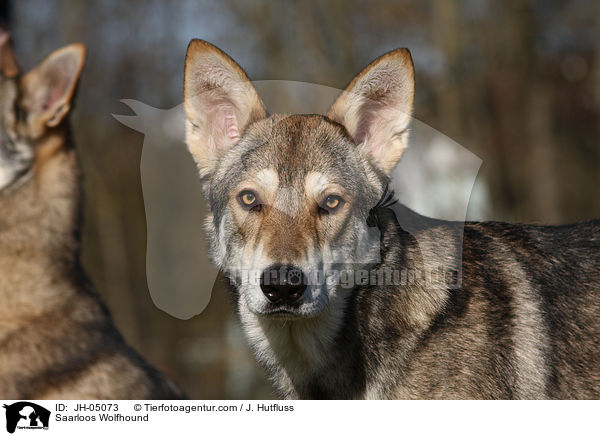 Saarloos Wolfhund / Saarloos Wolfhound / JH-05073