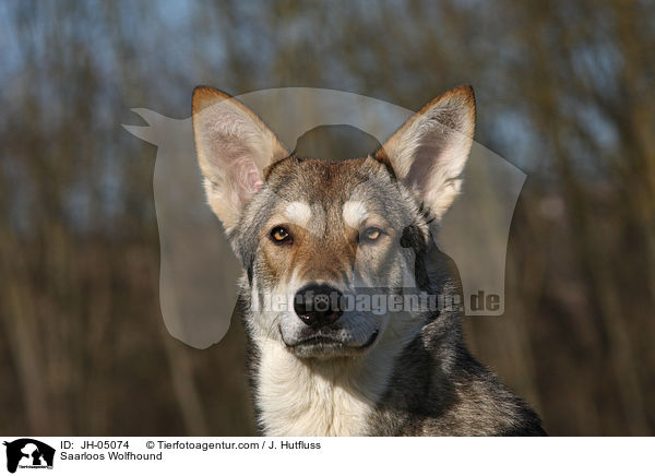 Saarloos Wolfhund / Saarloos Wolfhound / JH-05074