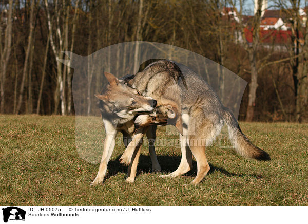 Saarloos Wolfhunde / Saarloos Wolfhounds / JH-05075