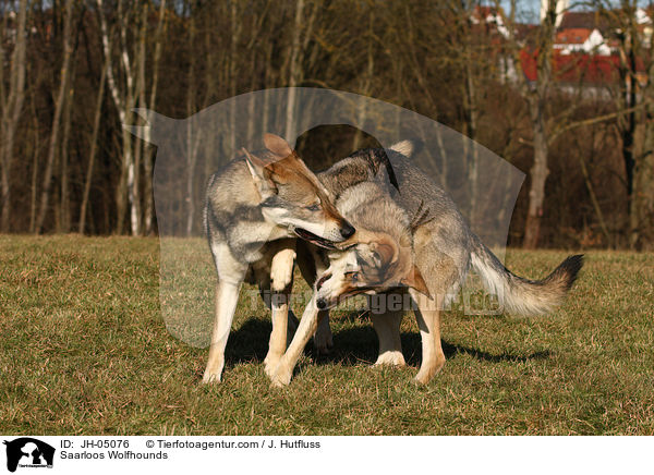 Saarloos Wolfhunde / Saarloos Wolfhounds / JH-05076
