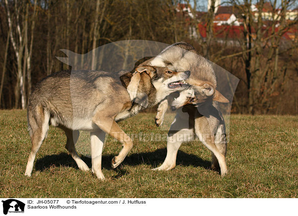 Saarloos Wolfhunde / Saarloos Wolfhounds / JH-05077
