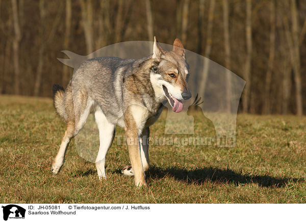Saarloos Wolfhund / Saarloos Wolfhound / JH-05081