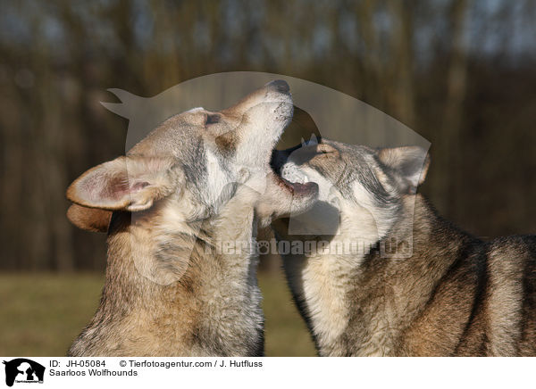 Saarloos Wolfhunde / Saarloos Wolfhounds / JH-05084