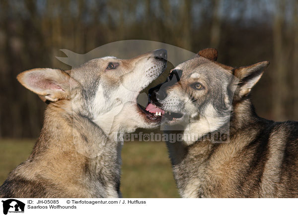Saarloos Wolfhunde / Saarloos Wolfhounds / JH-05085