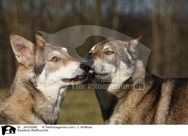 Saarloos Wolfhunde / Saarloos Wolfhounds / JH-05086