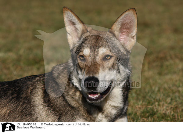 Saarloos Wolfhund / Saarloos Wolfhound / JH-05088