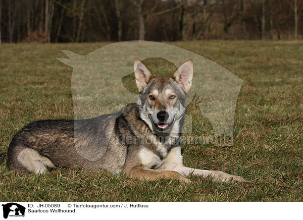 Saarloos Wolfhund / Saarloos Wolfhound / JH-05089