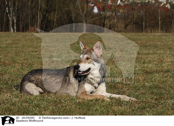 Saarloos Wolfhund / Saarloos Wolfhound / JH-05090