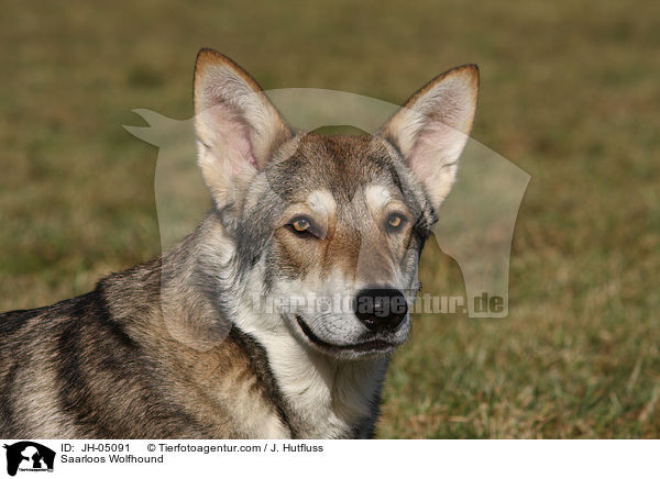 Saarloos Wolfhund / Saarloos Wolfhound / JH-05091